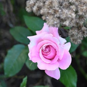 A blossom of ‘Memorial Day’ rose opens just as the adjacent joe-pye weed is finishing up in Lynnhurst. (Photo courtesy of Laura Eisener)