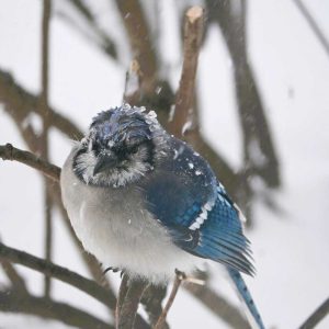 A bluejay on Monday had a hard time keeping the snowflakes from freezing in its crest feathers. (Photo courtesy of Laura Eisener)