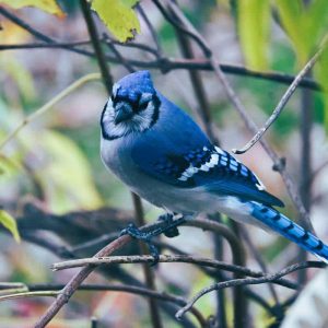 A bluejay perches on an elderberry bush in Lynnhurst hoping for some sunflower seeds now that the weather is cold. (Photo courtesy of Laura Eisener)