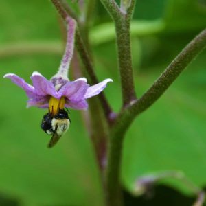 A bumblebee finds delight in the blossoms of an eggplant at the community vegetable beds at St. John’s Church. (Courtesy photo to The Saugus Advocate by Laura Eisener)