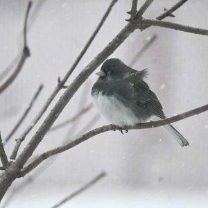 A dark-eyed junco puffed up its feathers to better insulate itself from the cold during last Sunday’s snow. (Photo courtesy of Laura Eisener)