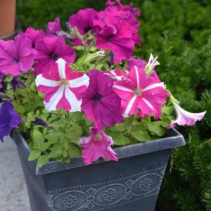 A decorative container garden of coordinated petunias will bloom all summer. (Photo courtesy of Laura Eisener)
