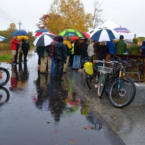 A dense cluster of umbrellas-2