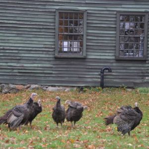 A flock of turkeys check out the Saugus Iron Works National Historic Site lawn. (Photo courtesy of Laura Eisener)