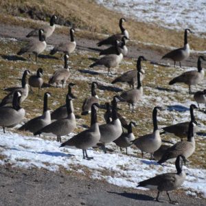 A gaggle of nearly 100 Canada geese gathered on the banks of the river at the Saugus Iron Works National Historic Site midday on Tuesday. (Photo courtesy of Laura Eisener)