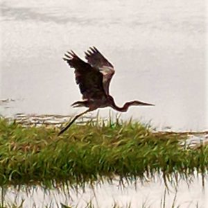 A great blue heron takes flight from Rumney Marsh. (Courtesy photo to The Saugus Advocate by Judy McCarthy)
