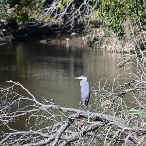 A great blue heron surveys the Saugus River near Hamilton Street. (Photo courtesy of Laura Eisener)