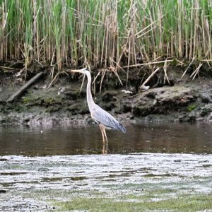 A great blue heron checks out the fishing at the Saugus River — viewed from the Iron Works Nature Trail. (Photo courtesy of Laura Eisener)