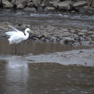A great egret settles down in the Saugus River at the Saugus Iron Works National Historic Site. (Photo courtesy of Laura Eisener)