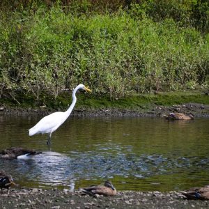 A great egret wades through the Saugus River near the Saugus Iron Works National Historic Site near a Canada goose and several ducks. (Photo courtesy of Laura Eisener)
