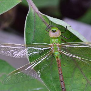 A huge green darner rests on an eggplant leaf at St. John’s Church on Central Street. (Courtesy photo to The Saugus Advocate by Laura Eisener)
