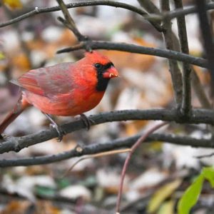 A male cardinal pauses with his mouth full of seeds from a fall feast of seeds. (Photo courtesy of Laura Eisener)