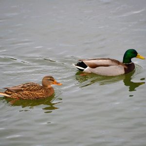 A pair of mallard ducks-2