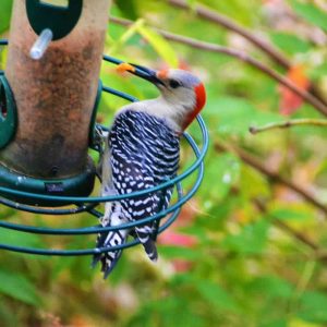 A red bellied woodpecker-2