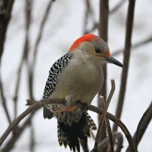 A red-bellied woodpecker is one of the larger birds that visits my feeder in Lynnhurst. (Photo courtesy of Laura Eisener)
