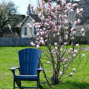 A relaxing spot at the Saugus Iron Works National Historic Site under the magnolia is just waiting for you to sit and enjoy the flowers! (Photo courtesy of Laura Eisener)