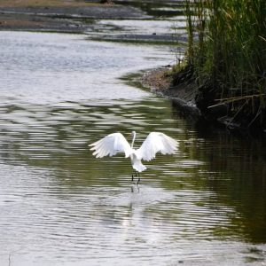 A snowy egret is about to take flight from the Saugus River near the Saugus Iron Works National Historic Site. (Photo courtesy of Laura Eisener)