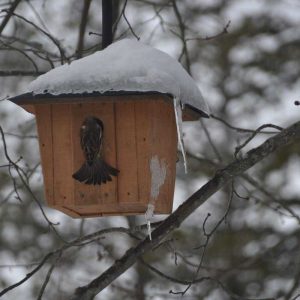 A sparrow goes back to its cozy house after the snowstorm. (Photo courtesy of Laura Eisener)