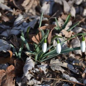 A tiny clump of snowdrops blooms through the snow in a Lynnhurst garden. (Photo courtesy of Laura Eisener)