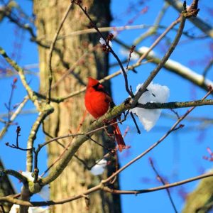 A vivid red male cardinal-2