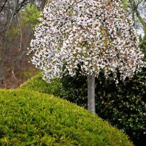 A white weeping cherry blooms beside the highway at the Route 1 carwash. (Photo courtesy of Laura Eisener)