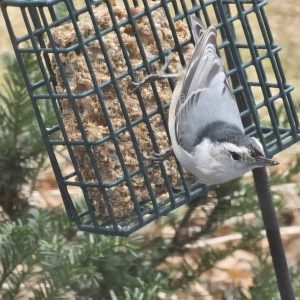 A WINTER GUEST: This nuthatch takes a break as he feeds on bird suet. (Saugus Advocate Photo by Mark E. Vogler)