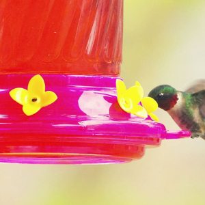 ANOTHER EXCITING MILESTONE OF SPRING The first ruby throated hummingbird-2