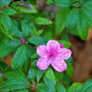 _AUTUMN ROYALTY’ ENCORE AZALEA BLOOMS AGAIN-2