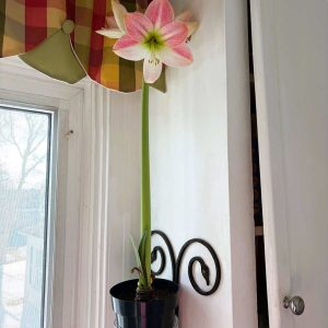 An amaryllis blooms in Nancy Prag’s home in East Saugus. (Photo courtesy of Nancy Prag)