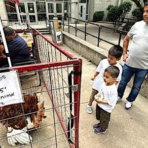 BIG BIRD: Dad looks on as these two brothers check out the gigantic turkey, which will not end up on a Thanksgiving table someday, because he earns his keep as an interactive “pet” in this traveling zoo.