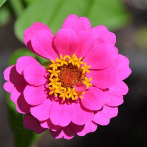 Bright pink is a popular zinnia color. (Courtesy photo to The Saugus Advocate by Laura Eisener)