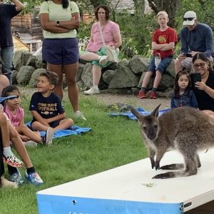 Bungee, a baby Wallaby, was probably the most popular animal to visit the Saugus Iron Works during the program offered on Aug. 17 by Wildlife Encounters Ecology & Wellness Center of Barrington, N.H. (Courtesy photo to The Saugus Advocate by Amy Melton)