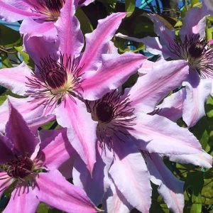 CLIMBING VINES WITH LARGE SHOWY FLOWERS-2