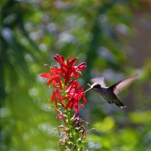 Cardinal flowers are visited by a hummingbird in my backyard in Lynnhurst. (Courtesy photo to The Saugus Advocate by Laura Eisener)