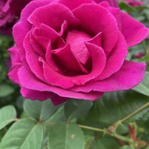 China rose blooming in Sandy Mears’ garden (Photo courtesy of Sandy Mears)