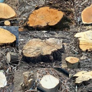 Clear cut of trees-2