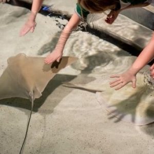 Cownose ray in the Shark and Ray Touch Tank. (Photo Credit: New England Aquarium)