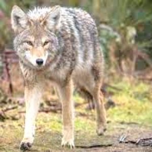 Coyote3