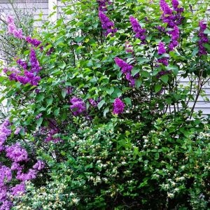 Dark purple ‘Charles Joly’ lilac, light purple ‘Lilac Sunday’ lilac and white Morrow’s honeysuckle attract pollinators this month in Lynnhurst. (Photo courtesy of Laura Eisener)
