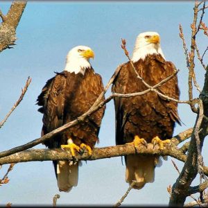 EYE ON THE EAGLE From 100 feet away, Saugus photographer Charlie Zapolski capture this happy couple of bald eagles perched in a tree on Lincoln’s Birthday (last Saturday, Feb. 12)-2