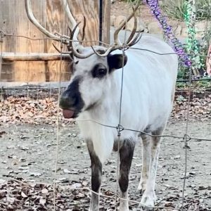 Enough with politics! Let’s talk reindeer and holidays! This sweet little reindeer can be seen at the Stoneham Zoo. (Courtesy photo of Joanie Allbee)
