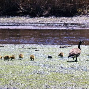 FAMILY OUTING This mother goose took her six goslings for a walk along the Saugus River on mother_s day-2