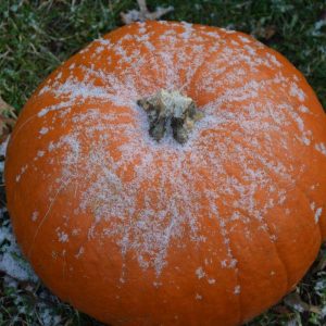 FIRST SNOW OF THE SEASON: “Wallace the Pumpkin” at the Saugus Iron Works National Historic Site received a light dusting of snow early Wednesday (Dec. 6) morning. Laura Eisener captured a photo of the first snowfall of the season that the town had seen before it melted away. (Courtesy photo of Laura Eisner)