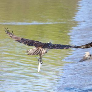 FRESH CATCH ON THE SAUGUS RIVER: Within a quarter of a mile of the proposed dog park at the Stocker Playground, this osprey enjoys a successful fishing outing. (Courtesy photo of Jim Harrington)