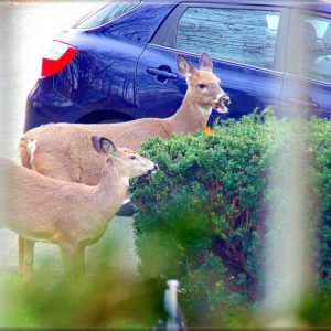 FROM THE REAR VIEW, it is easy to see why these are known as white-tailed deer-2