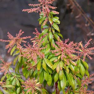 Flower buds on andromeda give a promise of spring, although they are unlikely to bloom before April. (Photo courtesy of Laura Eisener)