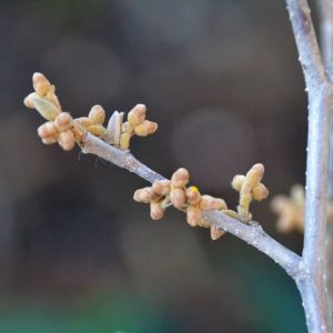 Flower buds on branches of hybrid-2