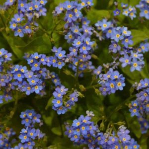 Forget Me Nots have sky blue flowers (2)-2