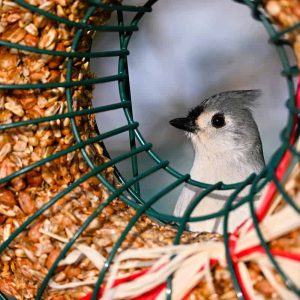 Framed in the bird-seed wreath, a tufted titmouse looked out on a snowy world the day after Christmas. (Photo courtesy of Laura Eisener)