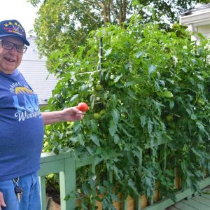 From the deck side, Jack Klecker can easily harvest a tomato directly into his salad! (Courtesy photo to The Saugus Advocate by Laura Eisener)